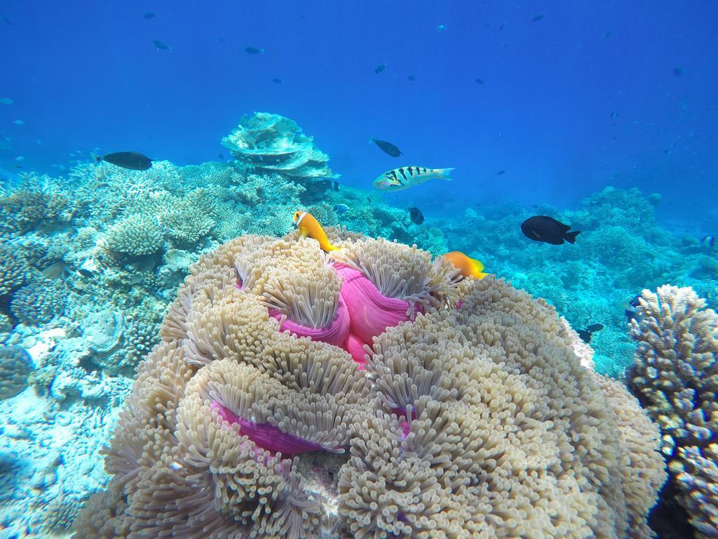 Lily Rest Maldives Ξενοδοχείο Maafushi Εξωτερικό φωτογραφία