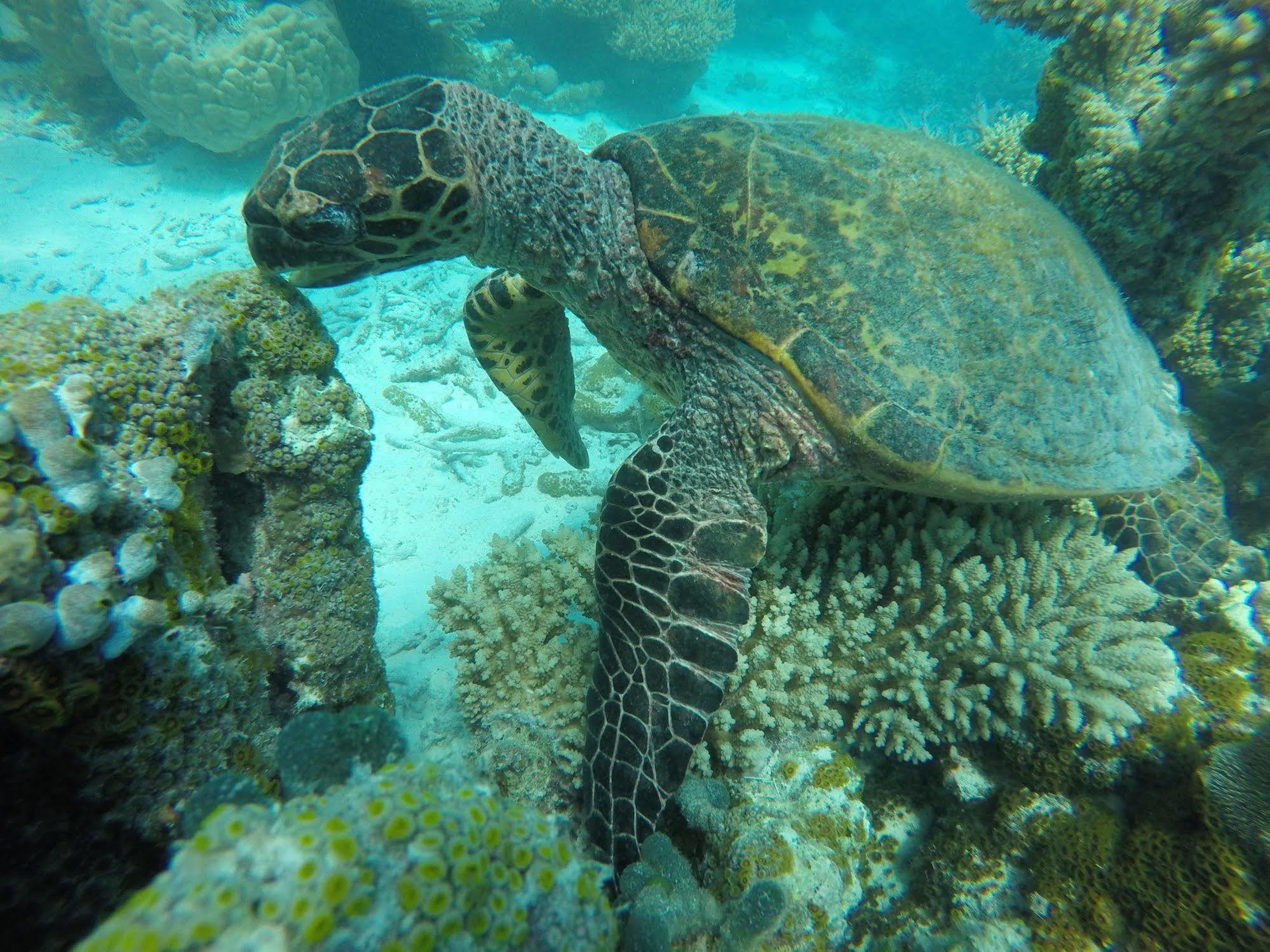 Lily Rest Maldives Ξενοδοχείο Maafushi Εξωτερικό φωτογραφία